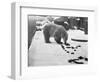 Bear in the Snow-null-Framed Photographic Print