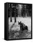 Bear in Woods in Yellowstone National Park-Alfred Eisenstaedt-Framed Stretched Canvas