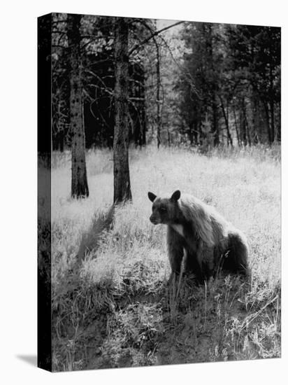 Bear in Woods in Yellowstone National Park-Alfred Eisenstaedt-Stretched Canvas