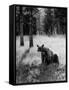 Bear in Woods in Yellowstone National Park-Alfred Eisenstaedt-Framed Stretched Canvas