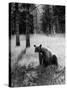 Bear in Woods in Yellowstone National Park-Alfred Eisenstaedt-Stretched Canvas