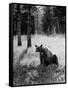 Bear in Woods in Yellowstone National Park-Alfred Eisenstaedt-Framed Stretched Canvas