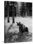 Bear in Woods in Yellowstone National Park-Alfred Eisenstaedt-Stretched Canvas
