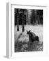 Bear in Woods in Yellowstone National Park-Alfred Eisenstaedt-Framed Photographic Print