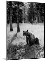 Bear in Woods in Yellowstone National Park-Alfred Eisenstaedt-Mounted Photographic Print