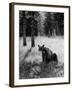 Bear in Woods in Yellowstone National Park-Alfred Eisenstaedt-Framed Photographic Print