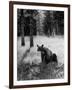 Bear in Woods in Yellowstone National Park-Alfred Eisenstaedt-Framed Photographic Print