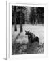 Bear in Woods in Yellowstone National Park-Alfred Eisenstaedt-Framed Photographic Print