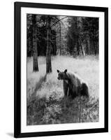 Bear in Woods in Yellowstone National Park-Alfred Eisenstaedt-Framed Photographic Print