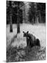 Bear in Woods in Yellowstone National Park-Alfred Eisenstaedt-Mounted Photographic Print