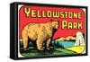 Bear in Yellowstone Park-null-Framed Stretched Canvas