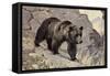 Bear on Rocks-null-Framed Stretched Canvas