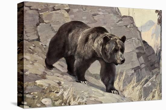 Bear on Rocks-null-Stretched Canvas