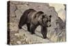 Bear on Rocks-null-Stretched Canvas