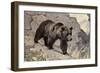 Bear on Rocks-null-Framed Art Print