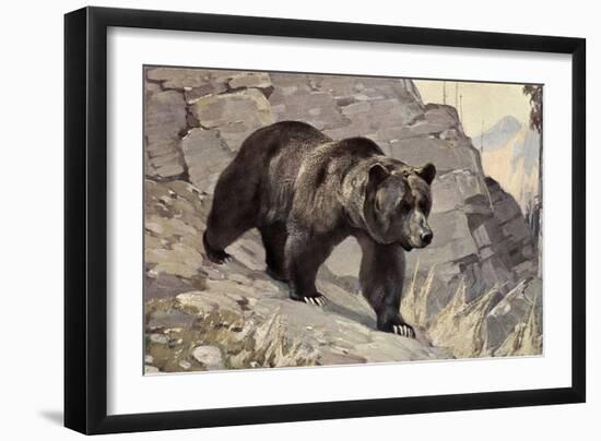 Bear on Rocks-null-Framed Art Print