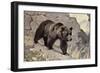 Bear on Rocks-null-Framed Art Print