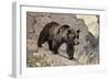 Bear on Rocks-null-Framed Art Print