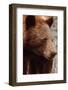 Bear Profile I-Nathan Larson-Framed Photographic Print