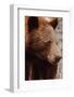Bear Profile I-Nathan Larson-Framed Photographic Print