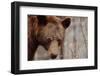 Bear Profile II-Nathan Larson-Framed Photographic Print