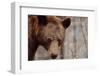 Bear Profile II-Nathan Larson-Framed Photographic Print