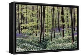 Bear's Garlic in Forest-null-Framed Stretched Canvas