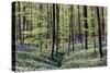 Bear's Garlic in Forest-null-Stretched Canvas