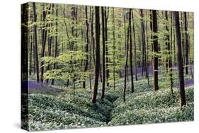 Bear's Garlic in Forest-null-Stretched Canvas