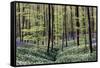 Bear's Garlic in Forest-null-Framed Stretched Canvas