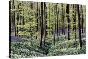 Bear's Garlic in Forest-null-Stretched Canvas