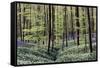 Bear's Garlic in Forest-null-Framed Stretched Canvas