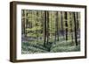 Bear's Garlic in Forest-null-Framed Photographic Print