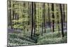 Bear's Garlic in Forest-null-Mounted Photographic Print