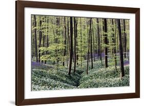 Bear's Garlic in Forest-null-Framed Photographic Print