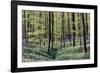 Bear's Garlic in Forest-null-Framed Photographic Print