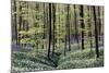 Bear's Garlic in Forest-null-Mounted Photographic Print
