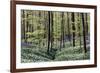 Bear's Garlic in Forest-null-Framed Photographic Print