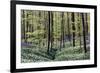 Bear's Garlic in Forest-null-Framed Photographic Print