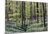 Bear's Garlic in Forest-null-Mounted Photographic Print