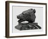 Bear's Head, C.1900-John Macallan Swan-Framed Giclee Print