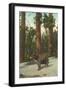Bear, San Bernardino Mountains, California-null-Framed Art Print