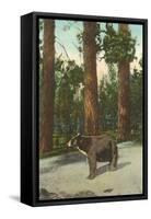 Bear, San Bernardino Mountains, California-null-Framed Stretched Canvas