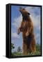 Bear Standing on Two Legs-DLILLC-Framed Stretched Canvas