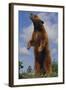 Bear Standing on Two Legs-DLILLC-Framed Photographic Print