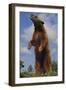 Bear Standing on Two Legs-DLILLC-Framed Photographic Print