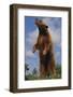 Bear Standing on Two Legs-DLILLC-Framed Photographic Print