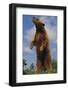 Bear Standing on Two Legs-DLILLC-Framed Photographic Print