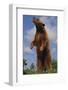 Bear Standing on Two Legs-DLILLC-Framed Photographic Print