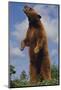 Bear Standing on Two Legs-DLILLC-Mounted Photographic Print